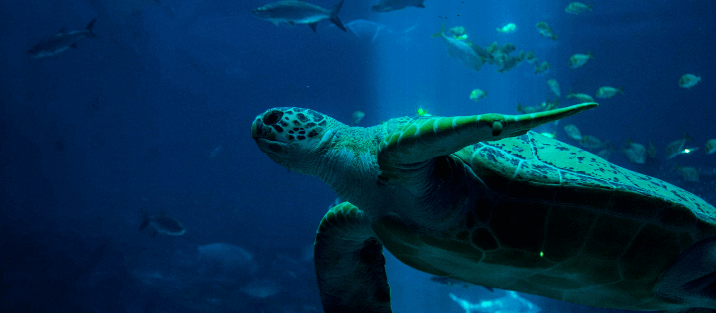 Turtle in the ocean